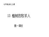 部编版七年级语文上册课件--13 植树的牧羊人