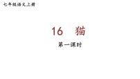 初中语文人教部编版七年级上册16 猫图片课件ppt