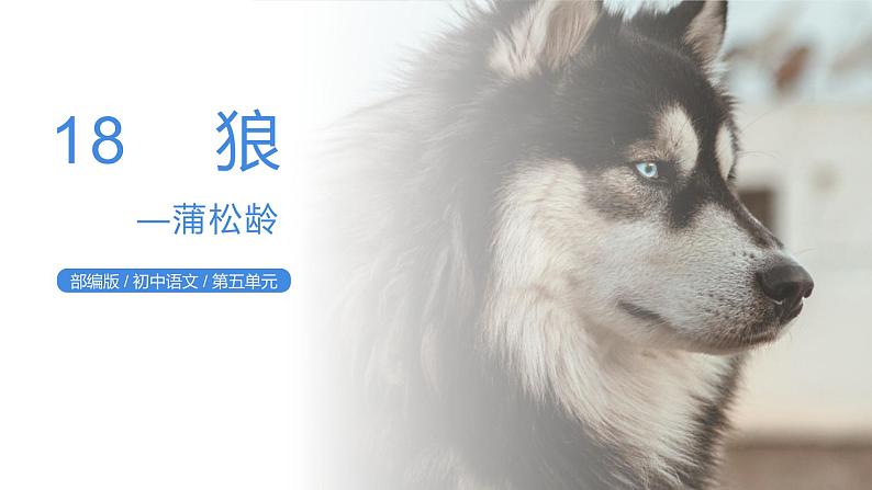 部编版七年级上册18《狼》教学课件01