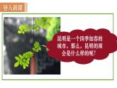 17  《昆明的雨》（课件+教案） 2022-2023学年部编版语文八年级上册