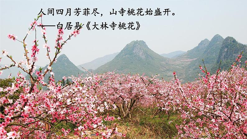 5 你是人间的四月天 课时课件 初中语文人教部编版（五四制）九年级上册01