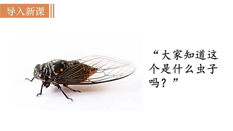 21  蝉第2页