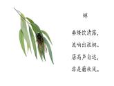 部编版八年级语文上册课件 第五单元 21  蝉