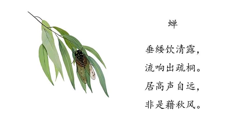 21  蝉第3页