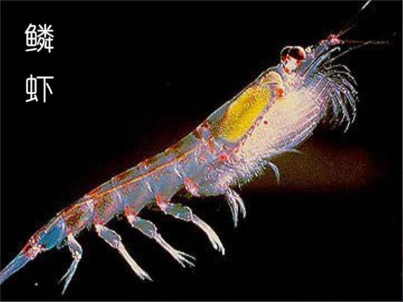 初中语文7下21  伟大的悲剧  主教学课件04