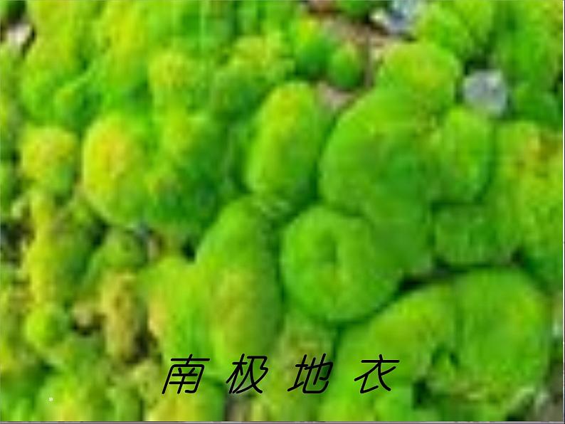 初中语文7下21  伟大的悲剧  主教学课件05