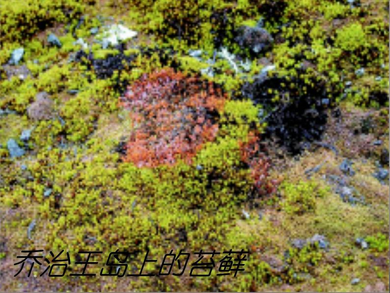 初中语文7下21  伟大的悲剧  主教学课件06