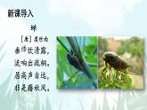 语文8上 21蝉教学课件