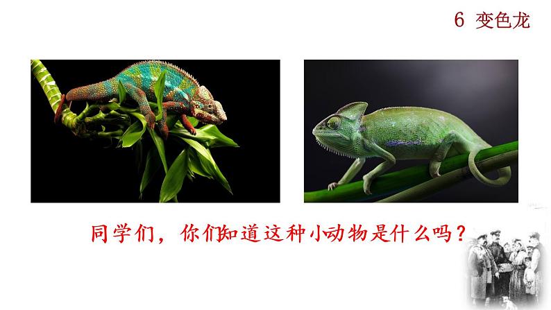 初中语文9下6  变色龙推荐课件第1页