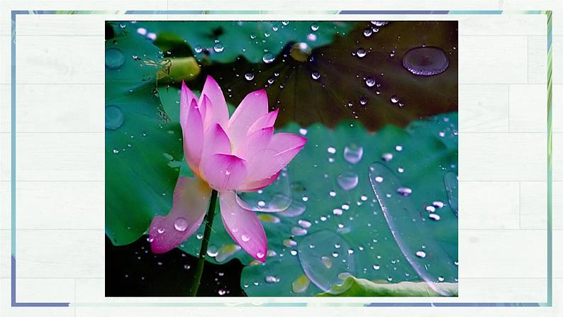 第7课《散文诗二首 荷叶·母亲》课件-2022-2023学年七年级语文上册精讲精练同步课堂（部编版）第7页