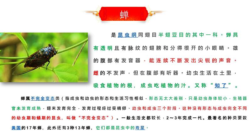 20 蝉 课时课件 初中语文人教部编版（五四制）八年级上册第4页