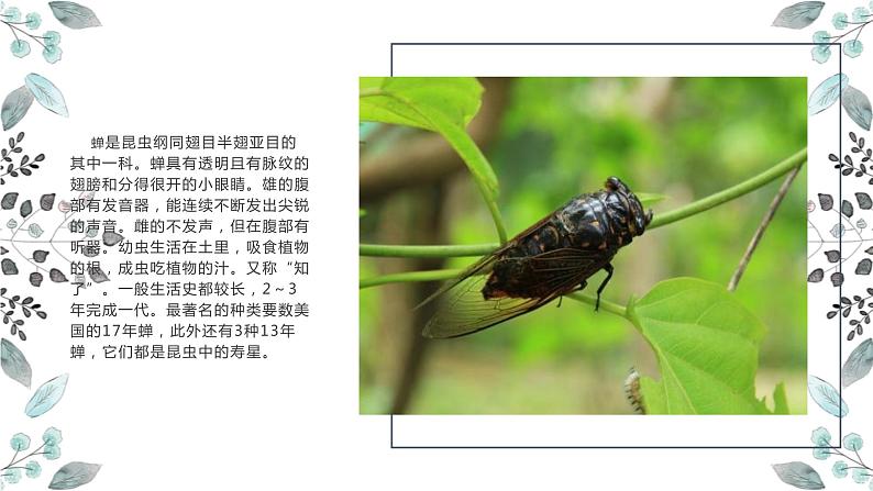 19 蝉 课时课件 初中语文人教部编版八年级上册07