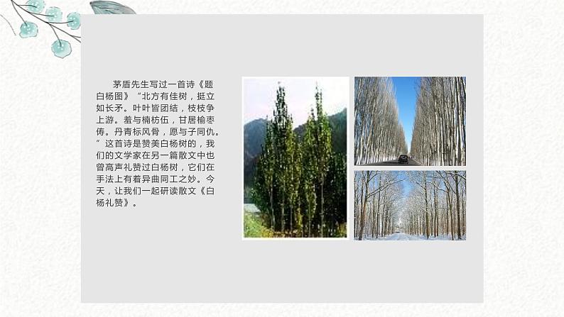 14 白杨礼赞 课时课件 初中语文人教部编版八年级上册02