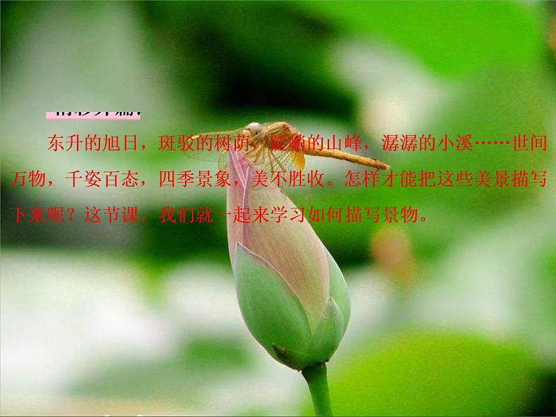 部编语文八上第三单元写作：学习描写景物同步教案+课件02