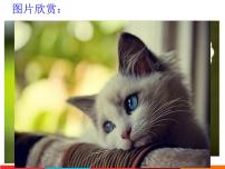 人教部编版七年级上册16 猫说课ppt课件