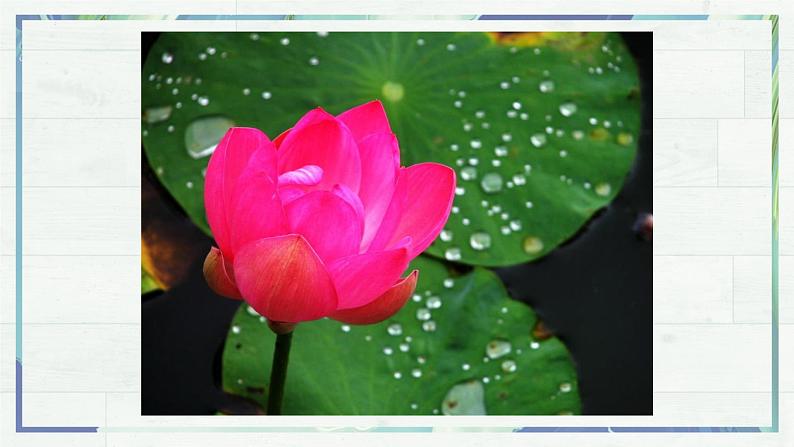 第7课《散文诗二首 荷叶·母亲》课件-2022-2023学年七年级语文上册精讲精练同步课堂（部编版）08