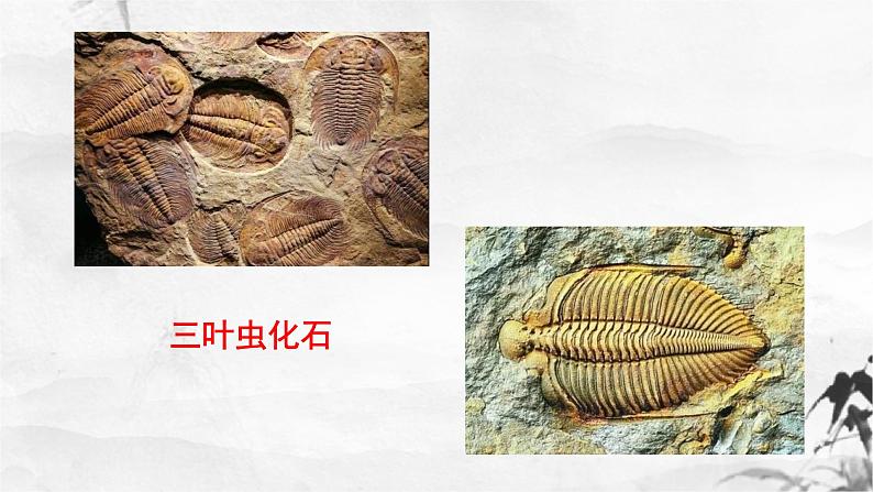 新人教部编版语文八下：第8课《时间的脚印》课件第5页