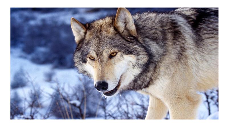 第18课《狼》课件（共41张PPT）2022—2023学年部编版语文七年级上册01