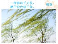 初中语文人教部编版八年级上册14 白杨礼赞图片ppt课件