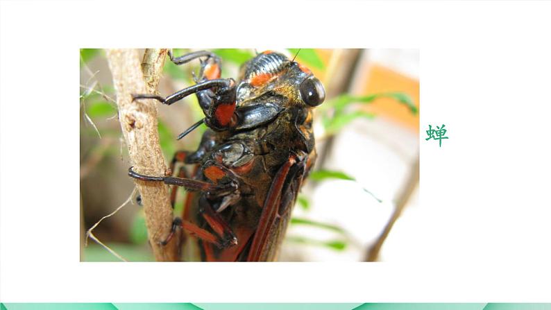 人教部编版八年级语文上册《蝉》 课件02