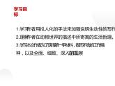 人教部编版八年级语文上册《蝉》教学课件