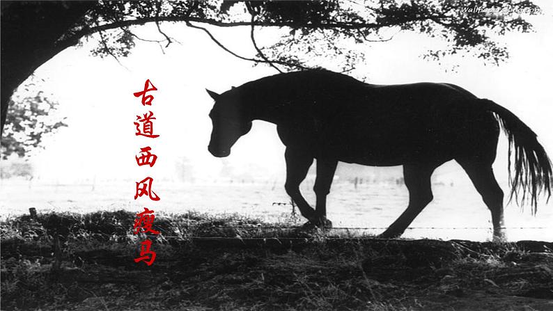 人教部编版七年级语文上册《天净沙·秋思》课件07