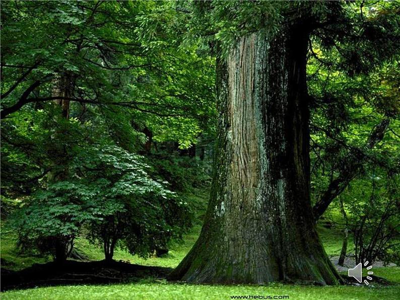 人教部编版七年级上册《西游记》名著导读教学课件01