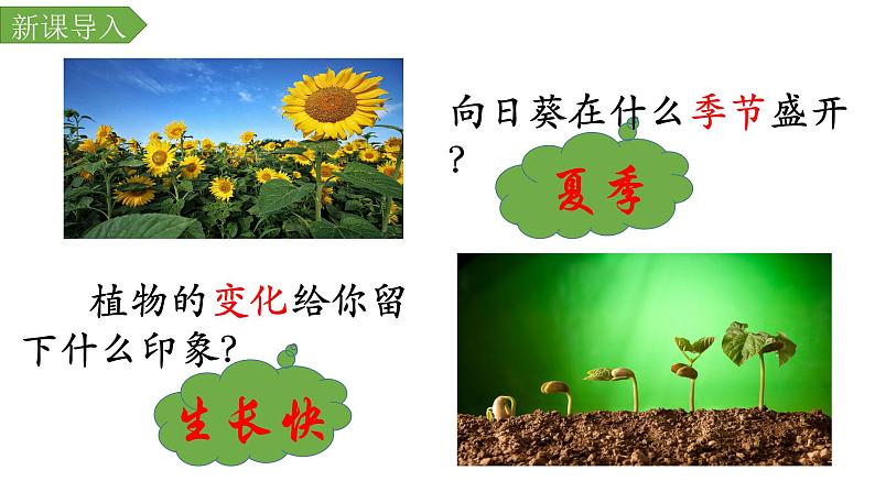人教部编版六年级上册《夏天里的成长》教学课件02