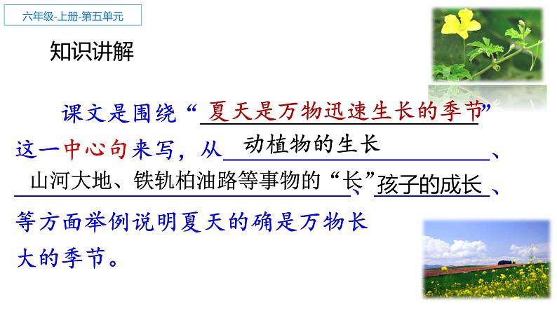 人教部编版六年级上册《夏天里的成长》课件05