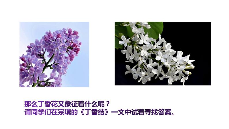 部编版六年级语文上册《丁香结》课件04