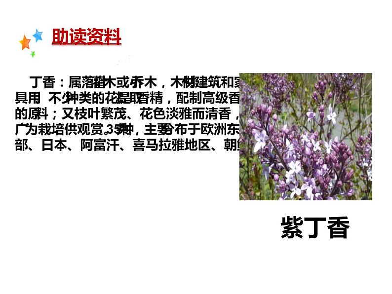 部编版六年级语文上册《丁香结》课件03