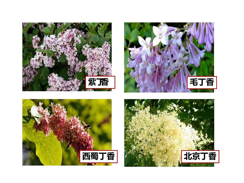 部编版六年级语文上册《丁香结》课件04