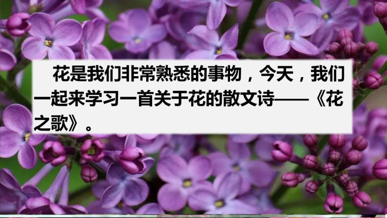 部编版六年级语文上册《花之歌》课件02