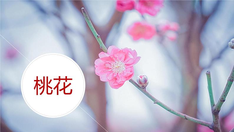 部编版六年级语文上册《花之歌》课件02