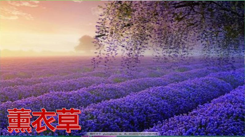 部编版六年级语文上册《花之歌》课件03