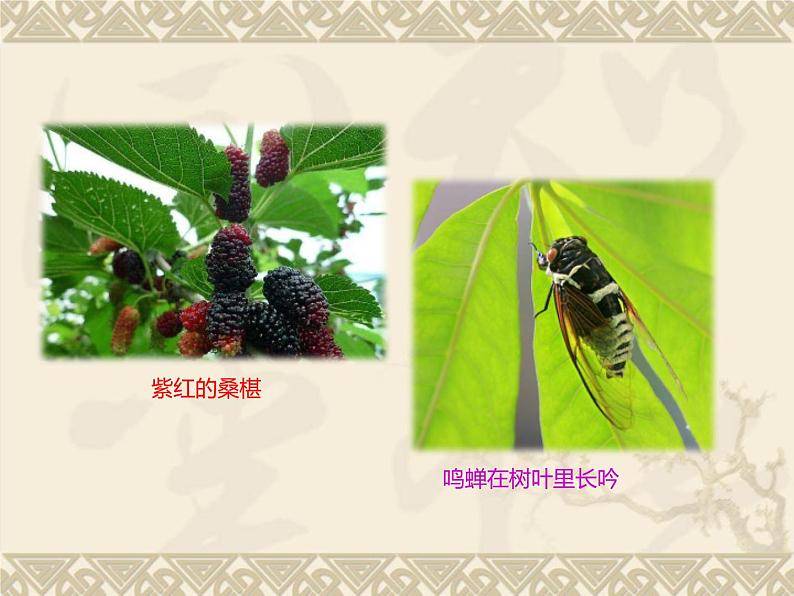 部编版七年级语文上册课件--9 从百草园到三味书屋（精品课件）第3页