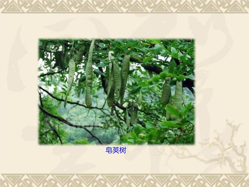 部编版七年级语文上册课件--9 从百草园到三味书屋（精品课件）第4页