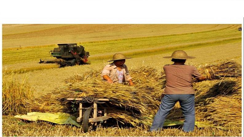 部编版八年级语文上册--15  白杨礼赞-精品课件第6页