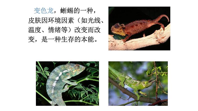 变色龙 课件第2页