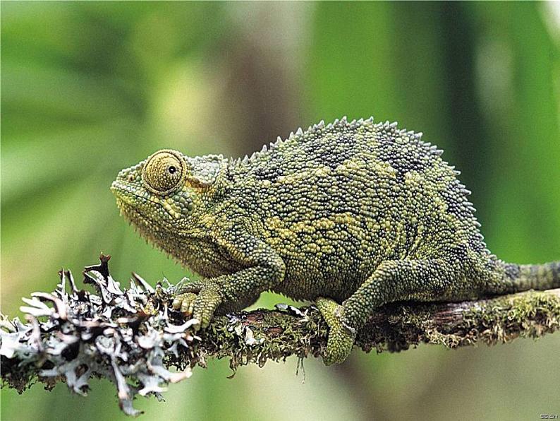 变色龙 课件第1页