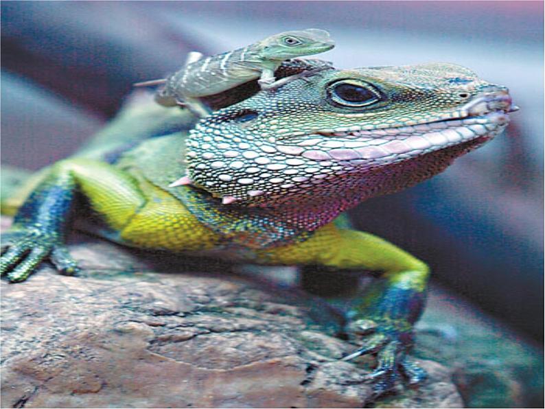 变色龙 课件第2页