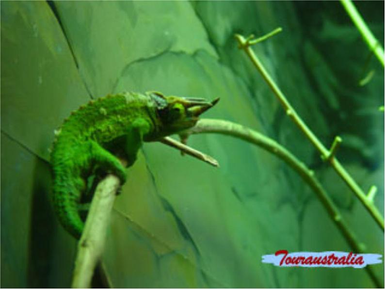 变色龙 课件第4页