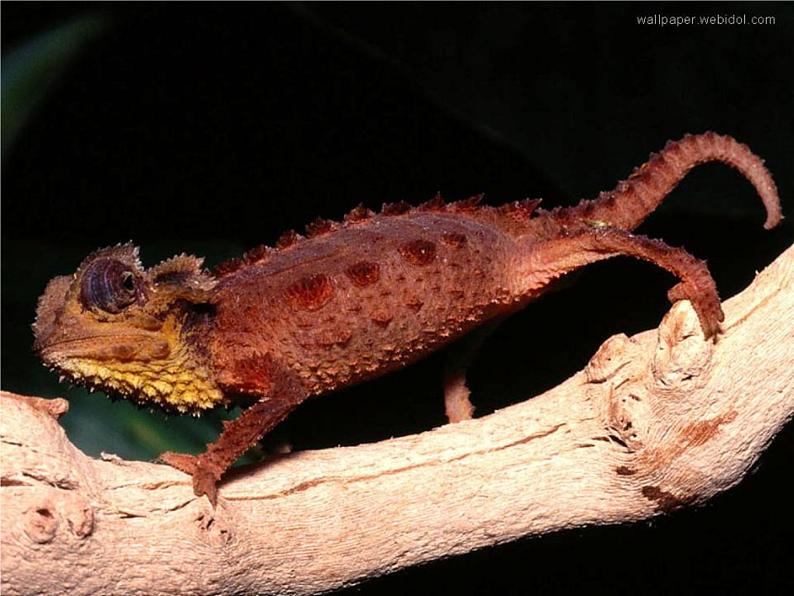 变色龙 课件第5页