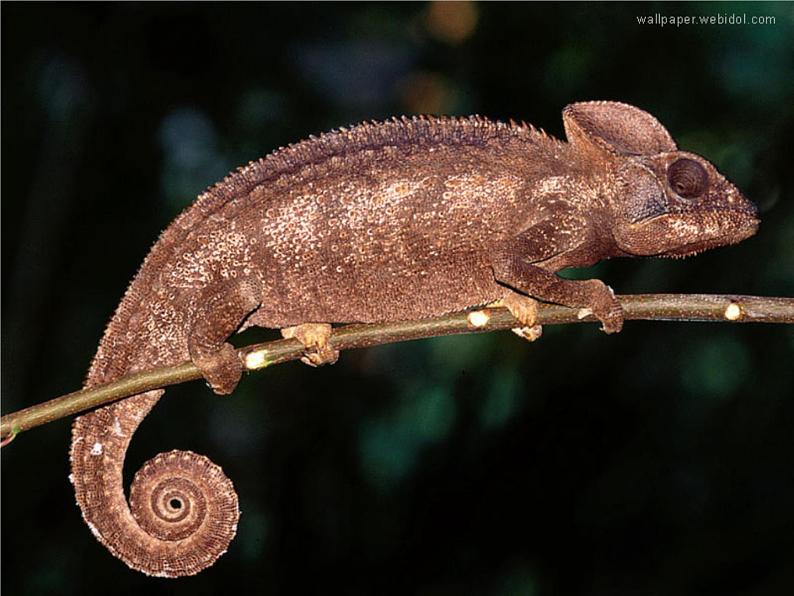 变色龙 课件第7页