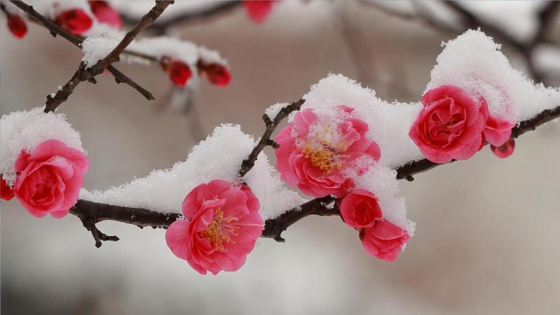 部编版语文七年级上册 2 济南的冬天 课件01