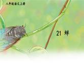 部编版语文八年级上册 21 蝉 精讲课件
