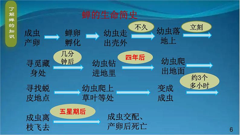 部编版语文八年级上册  21 蝉 课件06