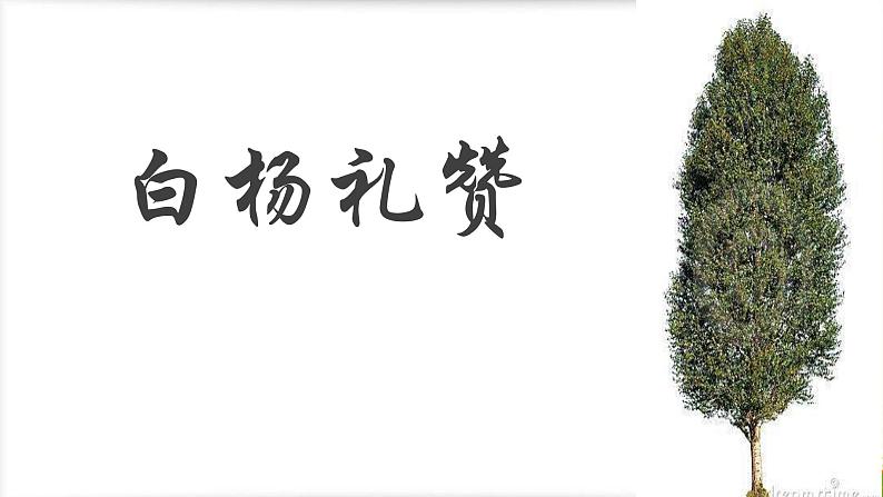 白杨礼赞 说课课件第1页