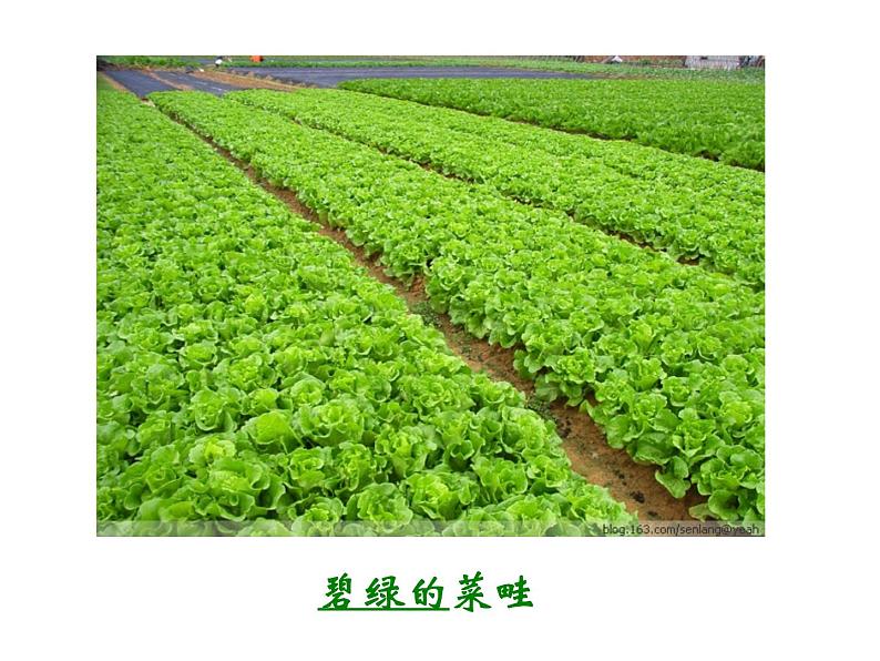 从百草园到三味书屋 课件03