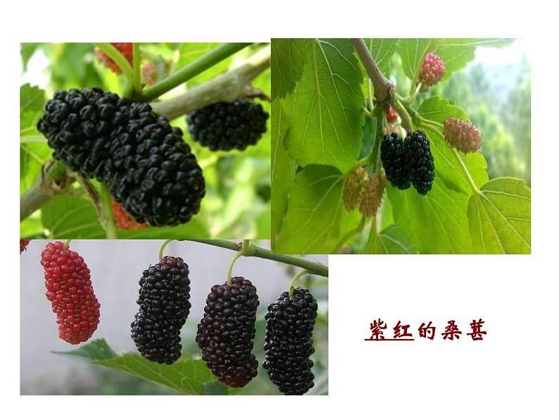 从百草园到三味书屋 课件04